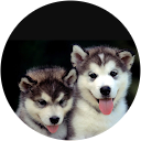 rajbir Singh profile picture